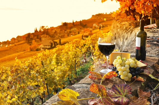 Best Wine Regions in Canada: A Guide for Wine Enthusiasts