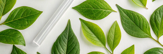 PLA Straw: Sustainable Choice for Your Beverage Business