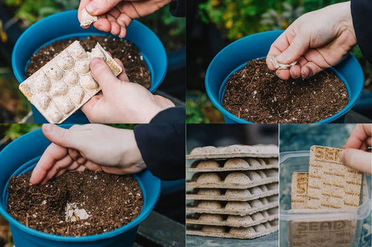 What is Plantable Packaging? How Plantable Packaging Works?
