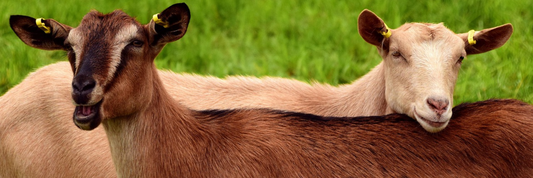 Types of Goat Cheese