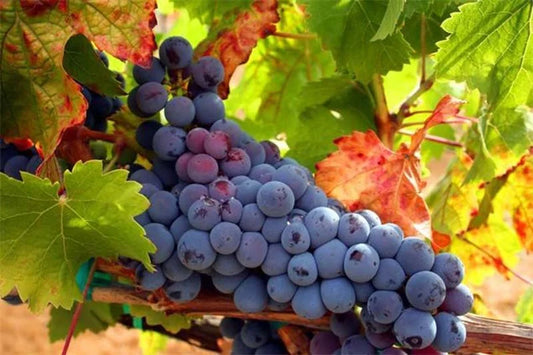 Wine Regions - Exploring the World's Most Famous Wine-Producing Regions