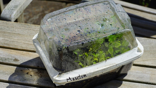 Why Are Clamshell Containers Not Recyclable As Normally?