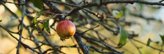 Apple Pie and French Apple Pie