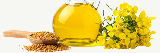 Canola Oil: Benefits, Nutrition Facts, Uses, Risks, and Health Effects