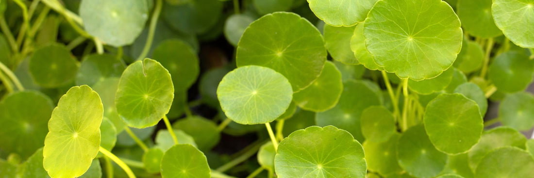 Centella Powder: Benefits, Skincare Uses, Recipes & How to Choose the Best Quality