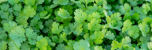 Coriander Powder: Elevate Your Dishes with This Versatile Spice