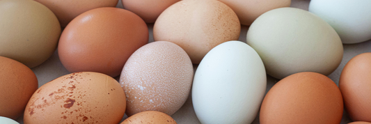 Egg Powder: Uses, Nutrition, Benefits & Complete Buying Guide