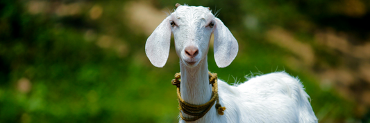 Facts About Goat’s Cheese