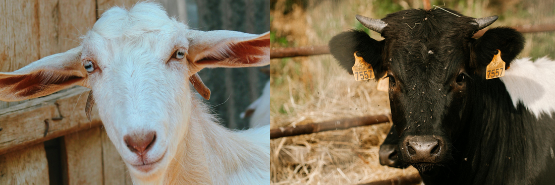 Goat Cheese vs. Cow Cheese