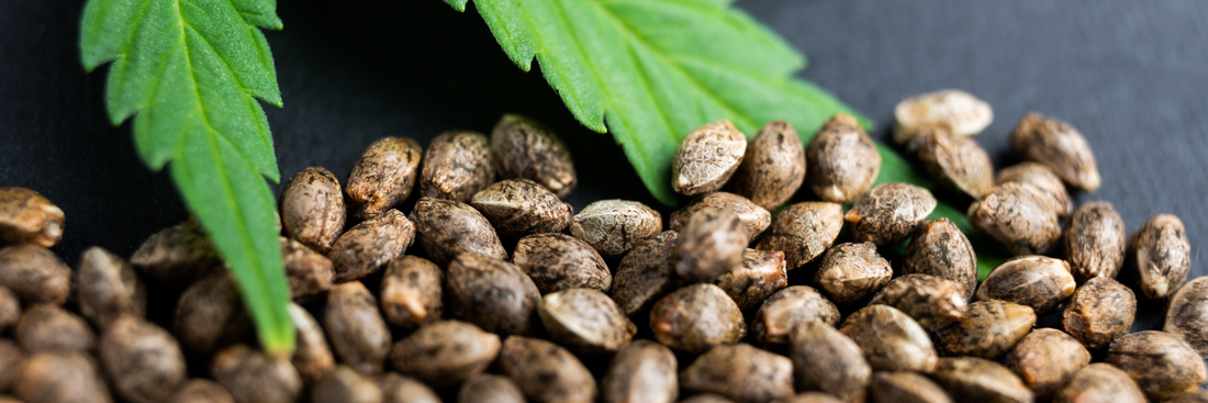 Hemp Seeds: Nutrition, Benefits, Uses & How to Add Them to Your Daily Diet