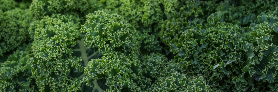 How Long Does Kale Last? Shelf Life, Storage Tips, and Signs of Spoilage