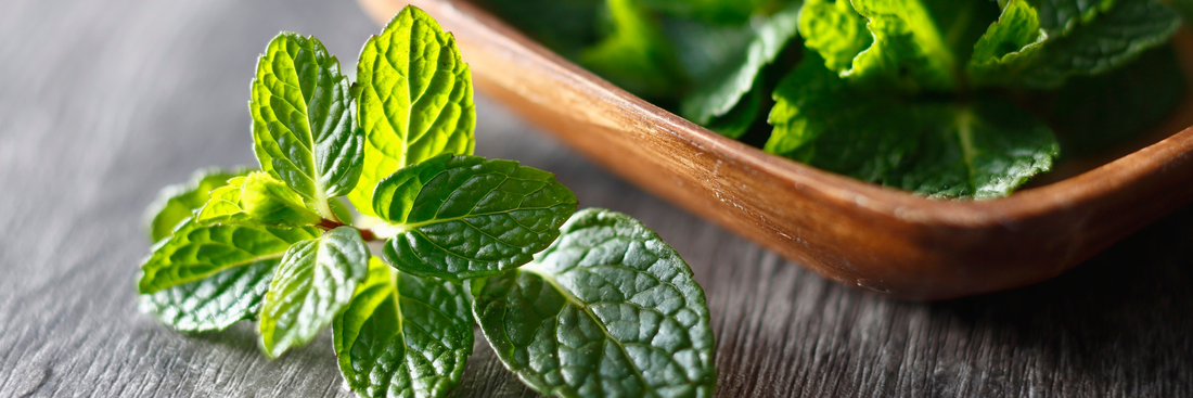 Mint Powder: A Practical Guide to Flavor, Benefits, Uses & Quality Selection