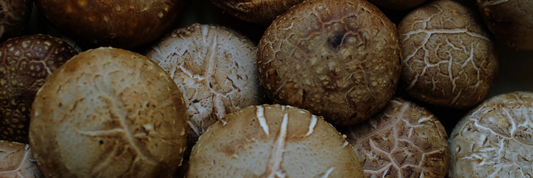 Mushroom Powder: Complete Guide to Benefits, Uses, Types &amp; How to Choose