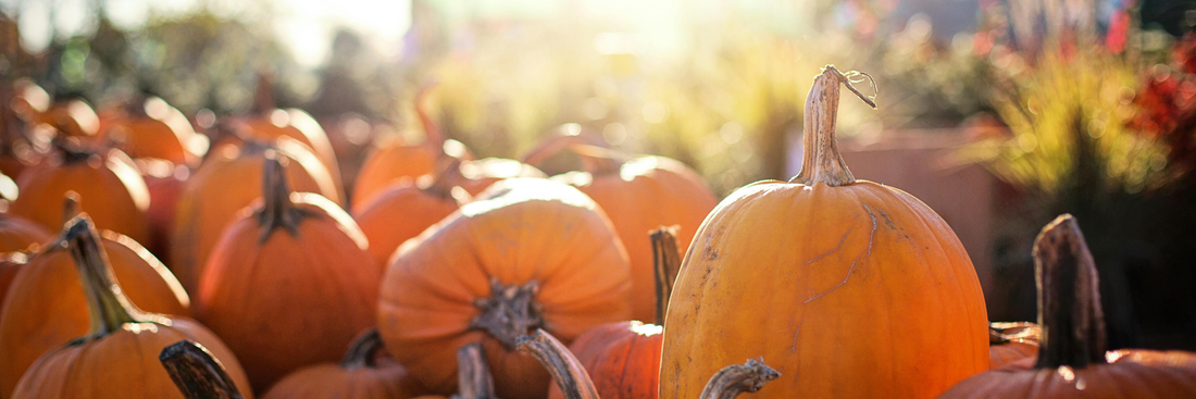 Pumpkin Powder: Nutrition, Benefits, Uses & Complete Guide