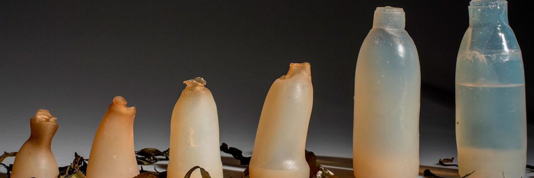 Seaweed Packaging: The Future of Sustainable Packaging – A Game-Changer for the Food Industry