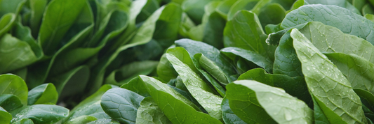 Spinach Powder Calories: Nutrition, Benefits, and Serving Guide