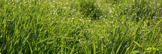 Wheatgrass Powder: Benefits, Nutrition, Uses & Complete Guide