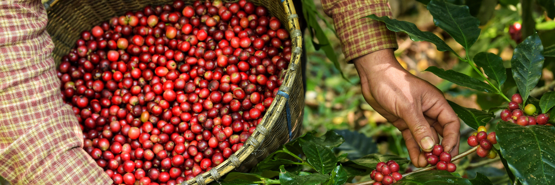Are Coffee Beans a Fruit? 