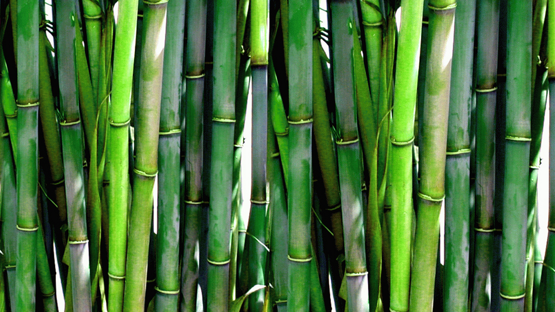 How Does Bamboo Fiber Becomes Popular?