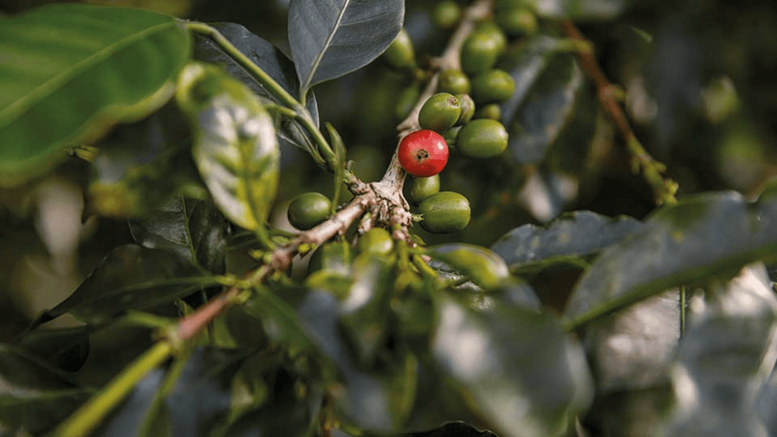 Coffee Harvesting