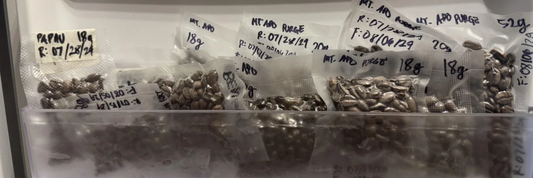 How to Freeze Coffee Beans