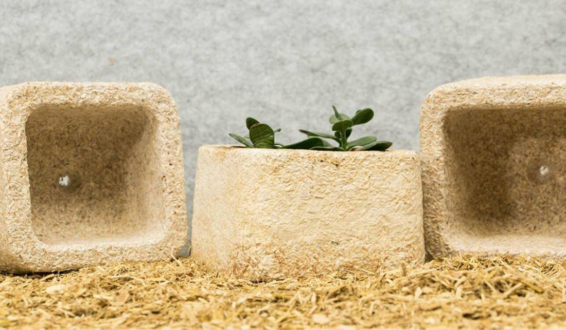 What is mushroom packaging? Why is mushroom packaging better?