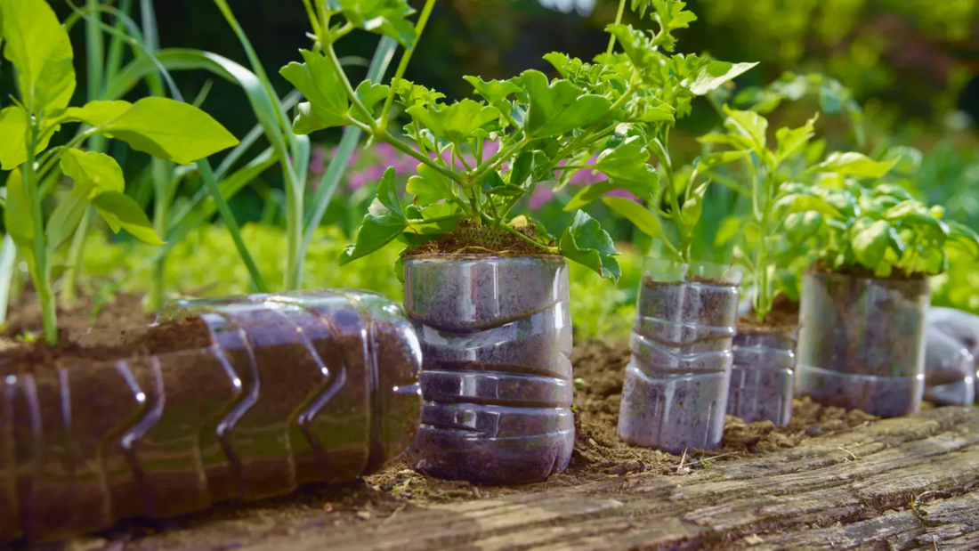 Plastic Bottle Garden Ideas: Top 5 Easy and Fun Ideas for Restaurant