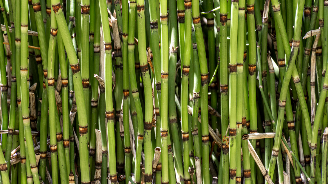 Why is Sugarcane Fiber Packaging So Popular?