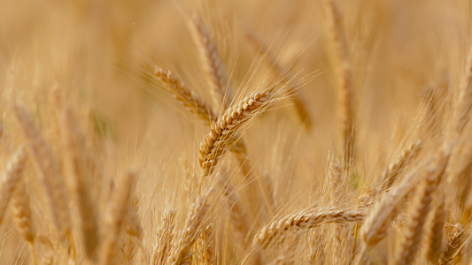 How does Wheat Straw Fiber Become One of The Best Alternative to Plastic?